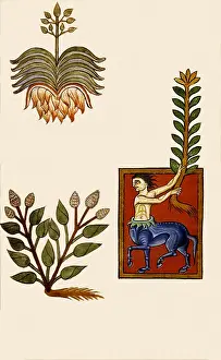 Spice: Houseleek