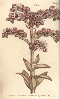 Sempervivum: Houseleek, Sempervivum tectorum