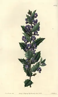 Hovea: Hovea chorizemifolia