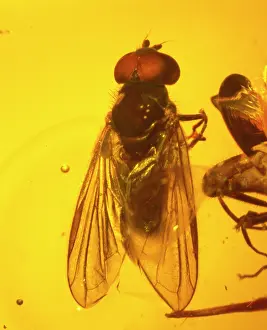 Amber: Hoverfly in amber