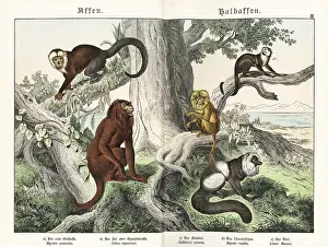Critically Endangered: Howler, capuchin, tamarin and lemur