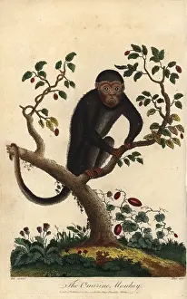 Sibly: Howler monkey, Alouatta species