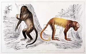 Howler: HOWLERS/ENCYCLOPEDIA