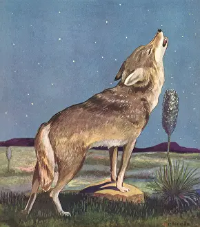 Wolves: Howling Wolf