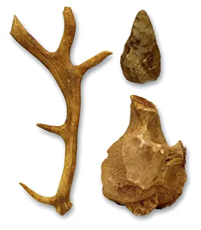 Simia: Hoxnian anters, bones & hand axe from Swanscombe