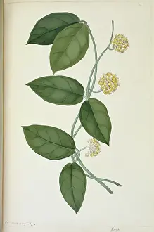 Gentianales: Hoya cf. diversifolia