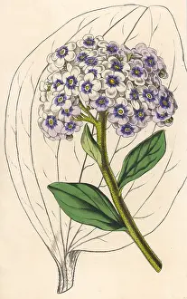 Waxy: HOYA / FLOWER & LEAVES