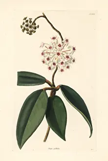 Pallida: Hoya pallida