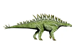 Thagomizer: Huayangosaurus dinosaur