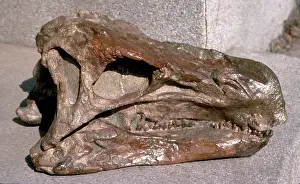 Thyreophoran: Huayangosaurus skull
