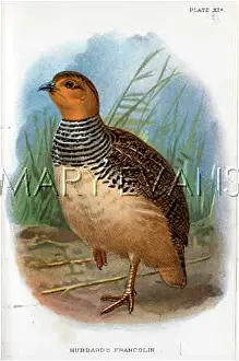 Francolinus: HUBBARD'S FRANCOLIN