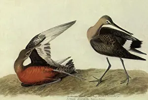 Godwit: Hudsonian Godwit