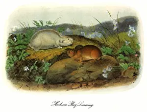 Hudsons: Hudson's Bay Lemming