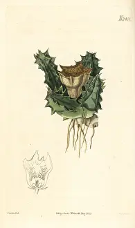 Succulent: Huernia barbata