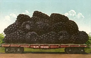 Blackberries: Huge Blackberries