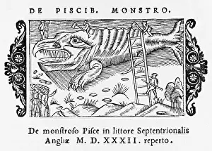 Monstrous: HUGE FISH CAUGHT