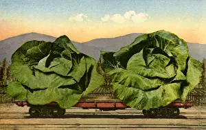 Veggie: Huge Heads of Cabbage