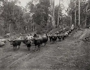 Logging: Huge logging train of oxen in jungle, Burma India c.1910