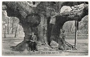 C1912: HUGE OLD OAK TREE C1912