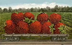 Strawberries: Huge Strawberries