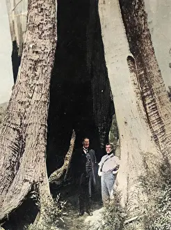 HUGE TREE TRUNK