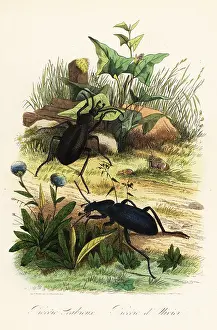 Achille Comte: Huge violet ground beetles, Carabus scabrosus
