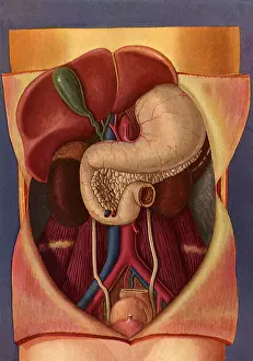 Abdomen: Human Abdomen