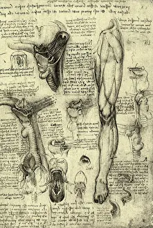 Investigations: Human Anatomy