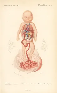 Dorbigny: Human anatomy: blood circulation from placenta to the foetus