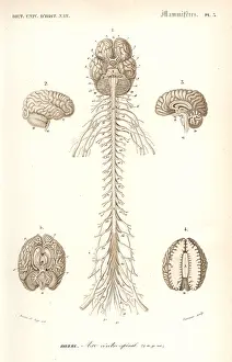Dorbigny: Human anatomy, nervous system, brain and spinal cord