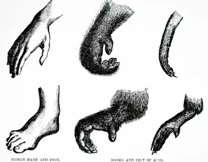 Mamals: Human and ape hands and feet