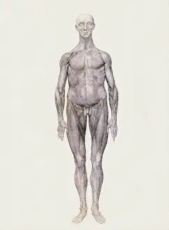 Layers: Human Being, Anterior View, by Stubbs