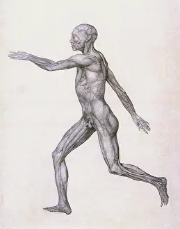 Layers: Human Being, Lateral View, by Stubbs