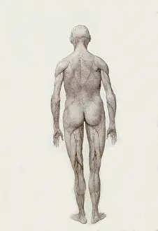 Dissected: Human Being, Posterior View, Partially Dissected, by Stubbs
