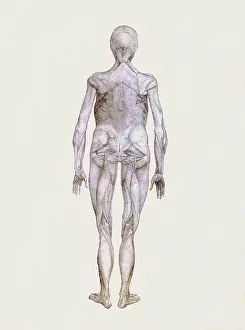 Layers: Human Being, Posterior View, by Stubbs