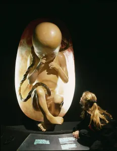 Foetus: Human biology