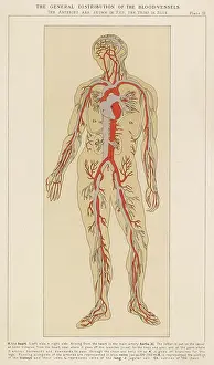 Arteries: Human body with blood vessels
