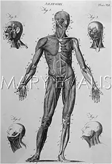 Anatomy: Human body with muscles