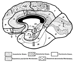 Longitudinal: The Human Brain