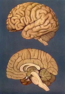 Treusch: Human Brain