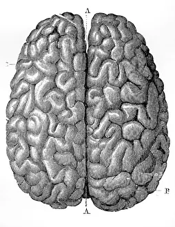 Diagram: The Human Brain