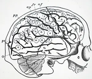 Brain: Human brain with bones of skull superimposed
