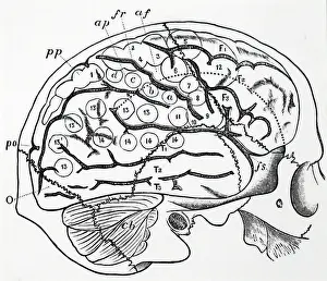Brain: Human brain with bones of skull superimposed
