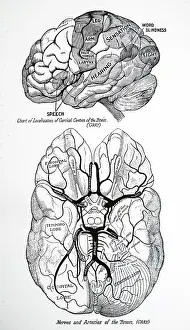 Diagram: Human brain. Chart of localisation of cortical centres