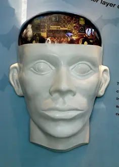 Forehead: Human Brain Display