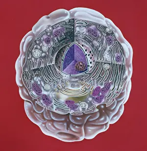 Nucleus: Human cell