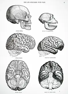 Brains: Human and chimpanzee skulls and brains