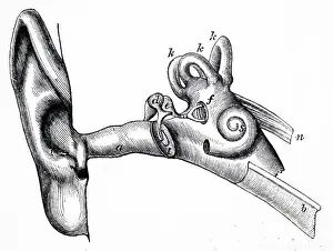 Nerves: Human ear