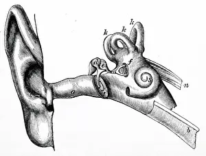 Nerves: Human ear