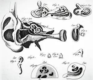 Nerves: The human ear